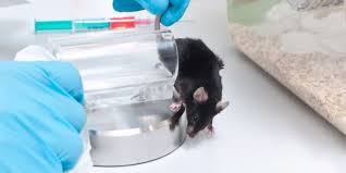 They Killed An Average Of 226 Animals Each Day Last Year 23 More Than Last Year Demand They Pursue Alternative Rese University Of Sheffield Petition Animals