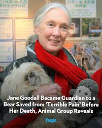 Animal advocates are rallying together to help a beloved beaver named Nibi  remain at a rescue facility in Massachusetts. Nibi's story went viral  earlier this week when Newhouse Wildlife Rescue shared a