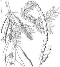 Image result for Prosopis glandulosa