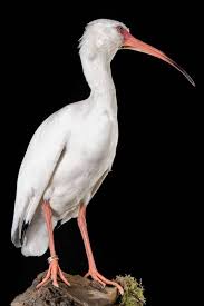 Image result for Ibis White 2017 Q1