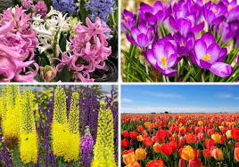 More than 58 tall purple flowers at pleasant prices up to 39 usd fast and free worldwide shipping! 30 Prettiest Bulb Flowers You Can Enjoy Year After Year Home Stratosphere