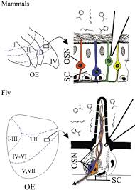 An effective service performance is created by the employees in the organization and . Unlocking The Dor Code Neuron
