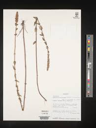 Image result for Plectranthus mandalensis