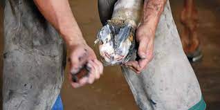 Fighting White Line Disease The Horse