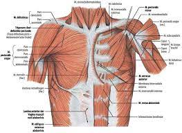 The chest wall is the structure that surrounds the vital organs within the thoracic cavity and consists of skin muscles that comprise the chest wall include the external, the internal and innermost intercostal muscles, the subcostal muscles in: Surgical Anatomy Of The Chest Wall Springerlink