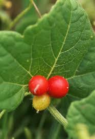 Image result for Cucumis maderaspatanus