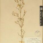 Image result for Dicliptera paniculata