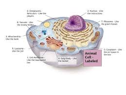 The structure of generalized cell differs for plant and animal due to the presence and absence of certain parts or organelles. Cell Organelles In Detail Monopolyland A Cell Analogy