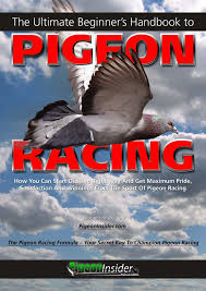 How to breed, race, win and make money with racing pigeons. Https Www Pigeonracingpigeon Com Wp Content Uploads 2013 02 Ultimatebeginnerhandbookpigeonracing Pdf