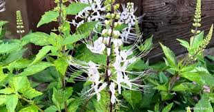 But there is a cat who is not wild that's name starts with d. Cat Whiskers Plant Care How To Grow Orthosiphon Aristatus Tips