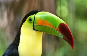 4 Ways To Experience The Amazon Rainforest Rainforest Animals Amazon Rainforest Animals Amazon Rainforest