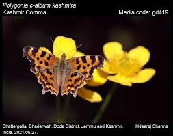 Image result for Polygonia c-album