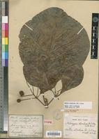 Image result for Mitragyna stipulosa