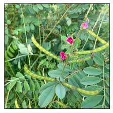 Image result for Tephrosia purpurea