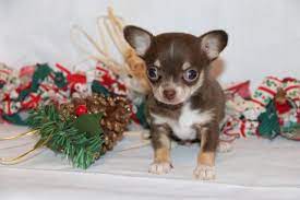 Akc & ckc chihuahua breeder, breeding only healthy and happy dogs, puppies come if you are from the illinois, indiana, michigan area we are happy to help get puppies safely to you if possible. Toy Chihuahua Puppies For Sale In Michigan Toywalls
