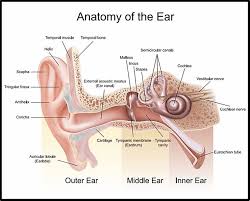 Peripheral vertigo is the most common type, often caused by a problem with the balance mechanisms of the inner ear. Benign Paroxysmal Positional Vertigo Bppv