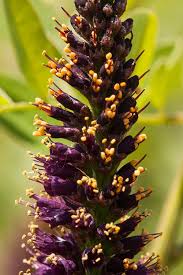 Check spelling or type a new query. Ohio Native Plants Warren Co Swcd