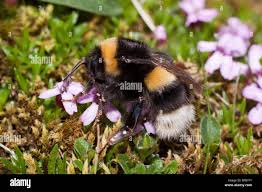 Image result for Bombus magnus