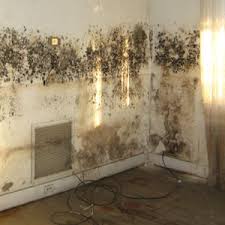 11 Types Of Mold Found In Homes Mold Remover Wall Molding Cleaning Mold