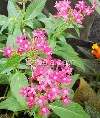 Maybe you would like to learn more about one of these? Bunga Pentas Berpenampilan Menawan Foto Bebeja Foto Bebeja
