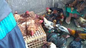 Ayam kampung memiliki peminat yang tidak harga ayam kampung memang lebih mahal dibanding ayam negeri, tetapi, peminatnya tidak. Harga Ayam Kampung Nama Nama Hewan