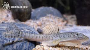 Image result for Phyllorachis