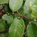 Image result for Bridelia ferruginea