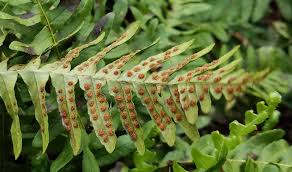 Image result for Polypodiaceae