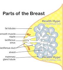 Bland breast tissue is embryologically derived and anatomically matures as a modified sweat gland. Female Breast Anatomy Function Parts And Pictures Healthhype Com