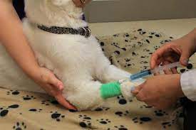 The veterinarian will discuss your pet's specific conditions and. How Much Does It Cost To Euthanize A Dog