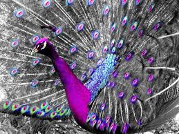 Http Www Stephenpaulwest Com Assets Images Db Images Db Purple Peacock Medium 1 Jpg Tavus Kusu Kusu