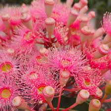 Image result for Eucalyptus ficifolia