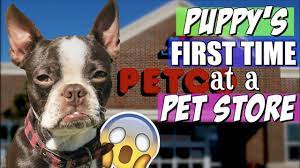 Pet supply stores have been named by the state of. Boston Terrier Puppy S First Time At Petco Youtube