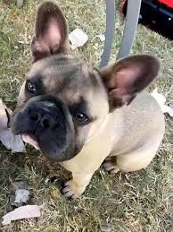 Maybe you would like to learn more about one of these? English Police Rescue Stolen French Bulldog While Dog Is Giving Birth People Com