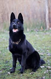 Colors will be black and tan, black and red with strong pigments. Black German Shepherd Dog Breed Information And Pictures Black Beauty Black German Shepherd Dog Black German Shepherd Puppies Black German Shepherd