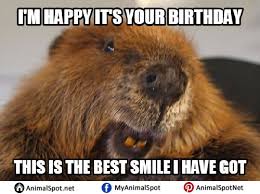 Angry Beaver Memes Pig Quotes Funny Funny Animal Memes Beaver