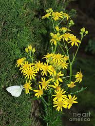 Image result for Jacobaea