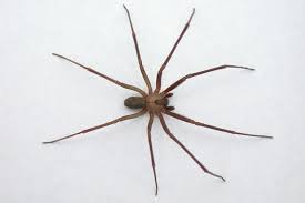 Es un pequeño insecto (entre 7 y 10 milímetros) de color marrón, que. Tenemos Nueva Especie De Arana Violinista En Mexico Su Nombre Es L Tenochtitlan Y Es La Primera Originaria Del Valle De Mexico