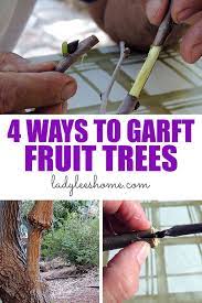 Fruit growers frequently use grafting techniques to topwork new varieties or strains of fruit onto established trees bearing misnamed or obsolete varieties and to repair injury or damage caused by mice, rabbits, deer, or mechanical means. 4 Techniques For Grafting Fruit Trees Lady Lee S Home