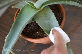 Although, she cautioned to be wary of shocking your aloe. Aloe Vera Plant Care How To Grow Care For Your Aloe Plants