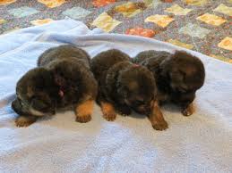Enter your email address to receive alerts when we have new listings available for full german shepherd puppies for sale. German Shepherd Puppies Illinois Hoobly Bmo Show