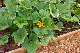Beautiful, bright yellow scalloped edge fruit with a rich, mellow flavor. How To Grow Patty Pan Squash