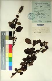 Image result for Triumfetta trichocarpa