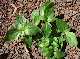 Image result for Synedrella nodiflora