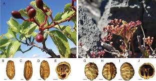 Image result for Vitaceae