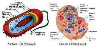 We did not find results for: Prokariotik Berasal Dari Zaman Purba Halaman All Kompasiana Com