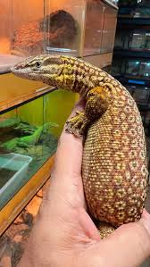 Image result for Warneckea walikalensis