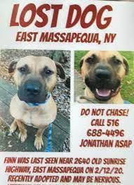 We are a completely volunteer. 15 Cats And Dogs Up For Adoption On Long Island