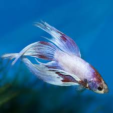 Or are you a fierce plakat betta, ready to shred any opponent that comes your way? Betta Fish Pictures Lovetoknow