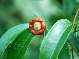 Image result for Uvaria